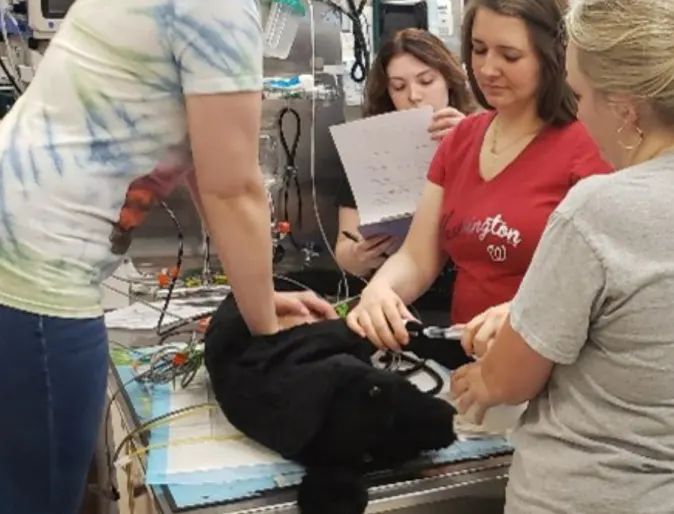 Three staff members performing CPR on a fake animal